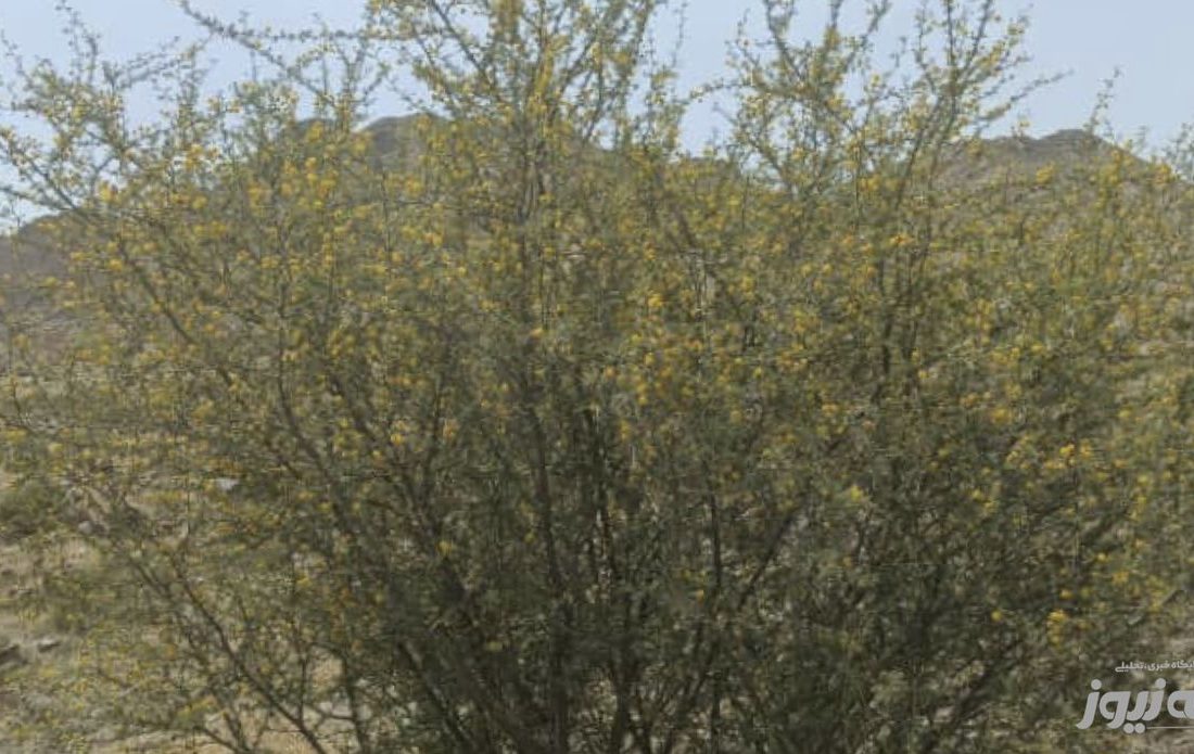 گلدهی گونه جنگلی تج در روستای گزدان بخش شیبکوه شهرستان بندرلنگه