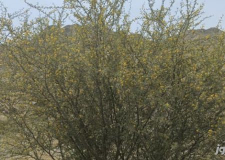 گلدهی گونه جنگلی تج در روستای گزدان بخش شیبکوه شهرستان بندرلنگه