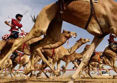 مسابقه شتر سواری در روستای سایه خوش با معرفی برترین‌ها به کار خود پایان داد