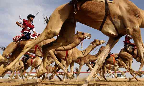 مسابقه شتر سواری در روستای سایه خوش با معرفی برترین‌ها به کار خود پایان داد