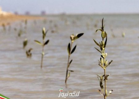 اتمام پروژه حراکاری در خورها و سواحل بندرلنگه