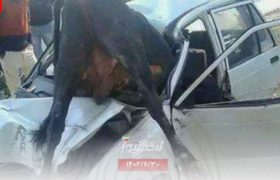 بر اثر برخورد خودرو با گاو در بندرلنگه یک نفر جان باخت