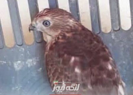 جریمه ۲۰۰ میلیونی برای شکار برخی پرندگان در هرمزگان