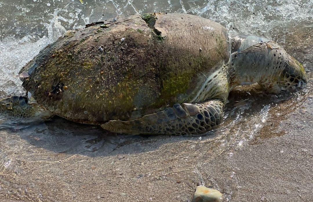 پیدا شدن لاشه لاکپشت عظیم الجثه پوزه عقابی در ساحل بندرکنگ