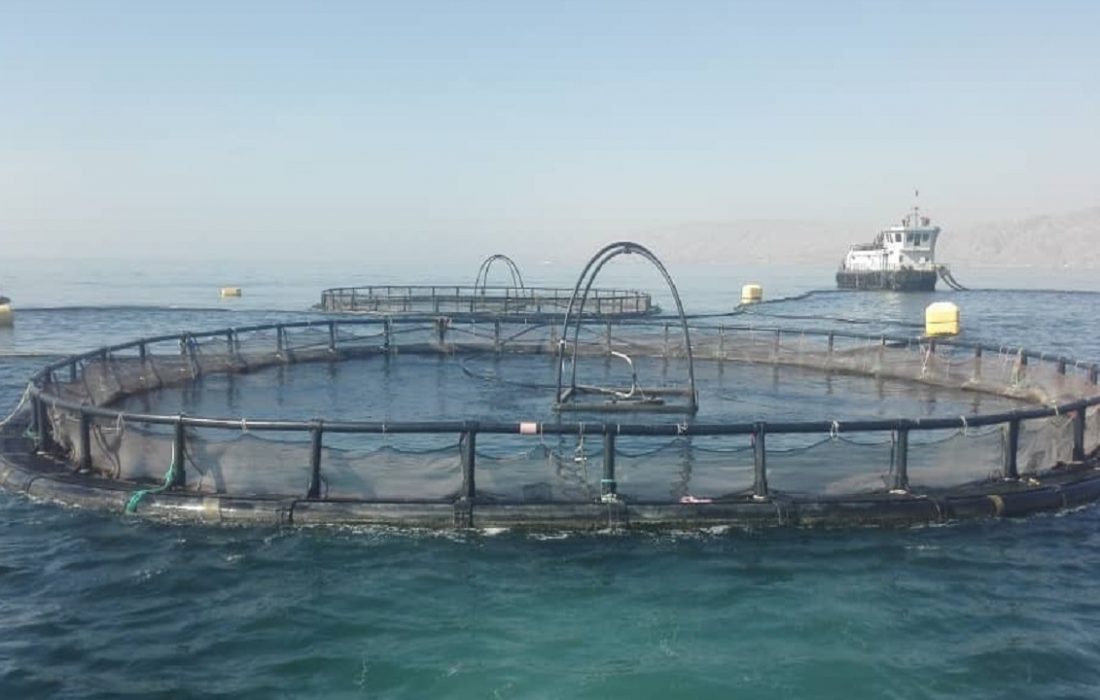 قفسهای پرورش ماهی بدون علائم در شب در محل ترددهای قایهای صیادی و تفریحی در بندرمقام