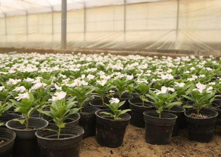 کاشت ۱۰۰هزار نشاء گل‌های فصلی در سطح شهر بندرلنگه