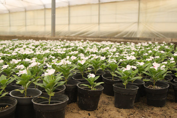 کاشت ۱۰۰هزار نشاء گل‌های فصلی در سطح شهر بندرلنگه