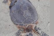 مرگ لاکپشت پوزه عقابی در جزیره مارو بر اثر برخورد با موتور قایق گردشگران در روزهای گذشته