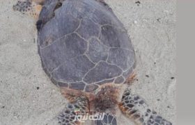مرگ لاکپشت پوزه عقابی در جزیره مارو بر اثر برخورد با موتور قایق گردشگران در روزهای گذشته