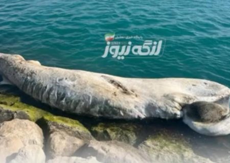 لاشه یک نهنگ در ساحل بندرمقام کشف شد