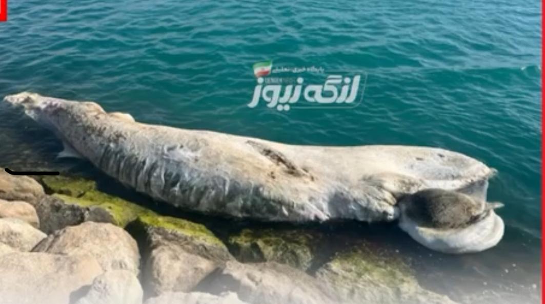 لاشه یک نهنگ در ساحل بندرمقام کشف شد