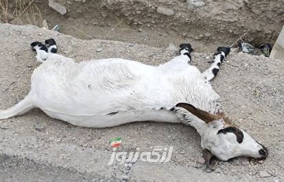 حمله سگ‌های ولگرد به یک راس بز در روستای بندرمعلم