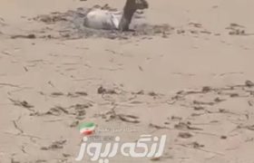 نجات ۲ گوسفند گرفتار در رودخانه در بندرچیرویه