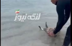 نجات یک لاک پشت پوزه عقابی در ساحل بندرلنگه