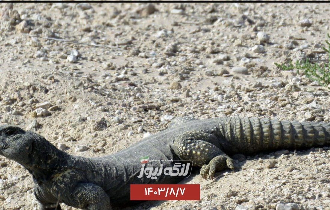 مشاهده یک زیرگونه سوسمار جدید در جزیره ایرانی تنب بزرگ