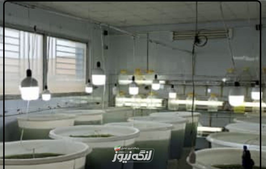 ورود هرمزگان به مرحله جدیدی از بازسازی ذخایر آبزیان در خلیج‌فارس و دریای عمان