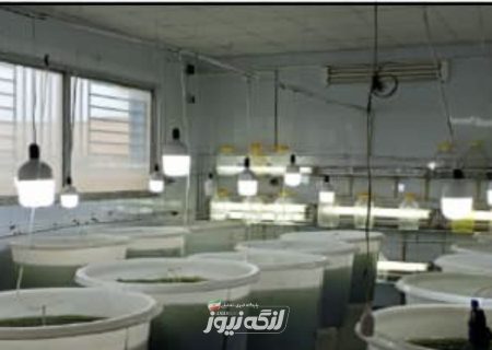 ورود هرمزگان به مرحله جدیدی از بازسازی ذخایر آبزیان در خلیج‌فارس و دریای عمان