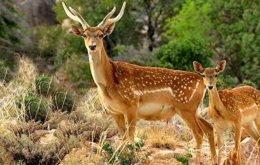 نجات دو بچه آهو توسط جوانان نخل خلفان