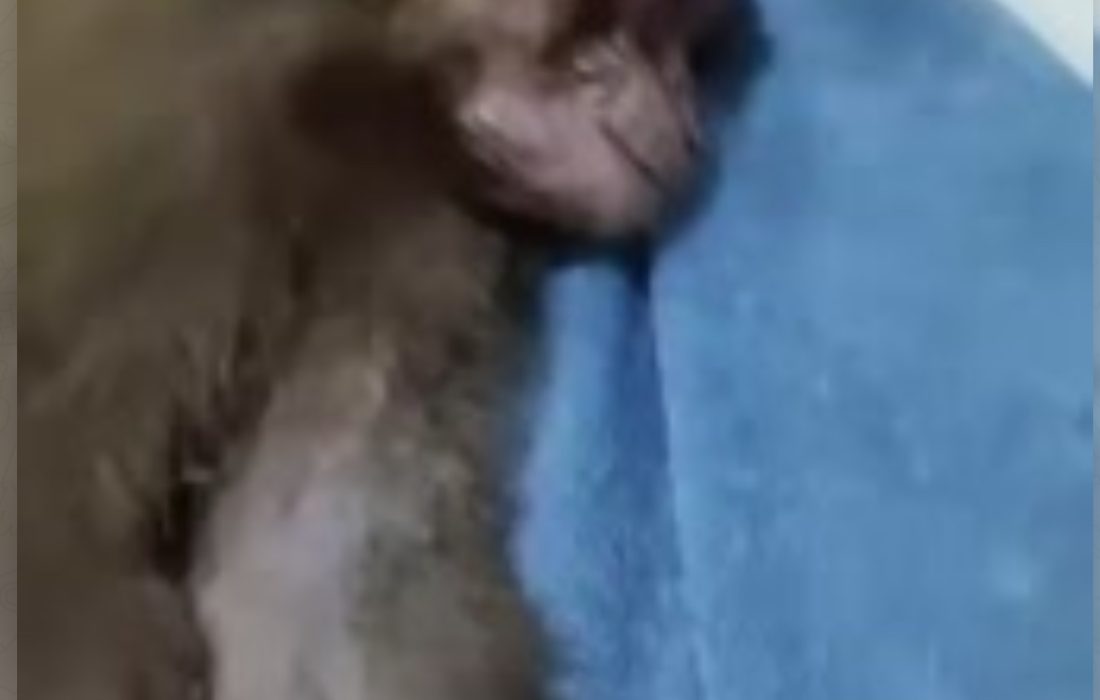 تلف شدن میمونی که امروز از صاحب خود در بندرکنگ‌جدا شده بود