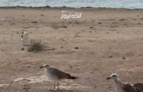 با یک فکر نیک منظره‌ای زیبا در ساحل بندرکنگ خلق شد