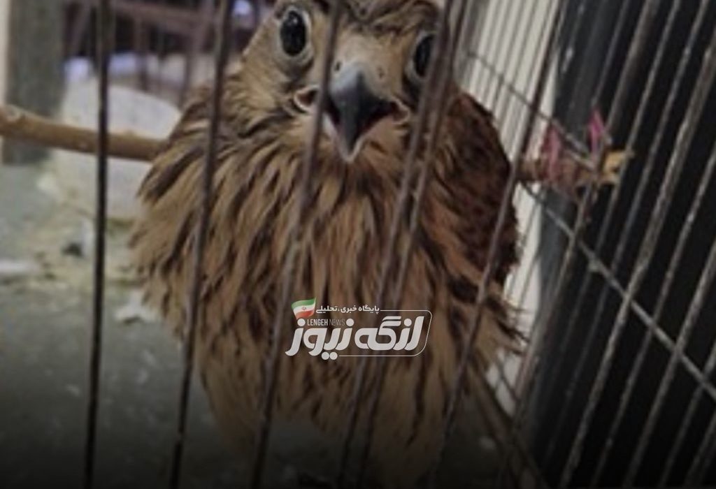 کشف پرنده شکاری قاچاق در ایست و بازرسی لاورچهو پارسیان