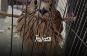 کشف پرنده شکاری قاچاق در ایست و بازرسی لاورچهو پارسیان