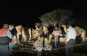 افزایش ایمنی جاده‌های بخش مهران با توزیع گردنبندهای شبرنگ برای شترها