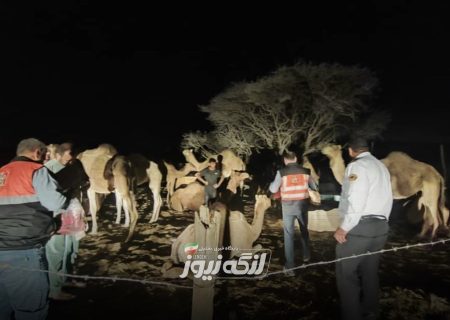 افزایش ایمنی جادههای بخش مهران با توزیع گردنبندهای شبرنگ برای شترها