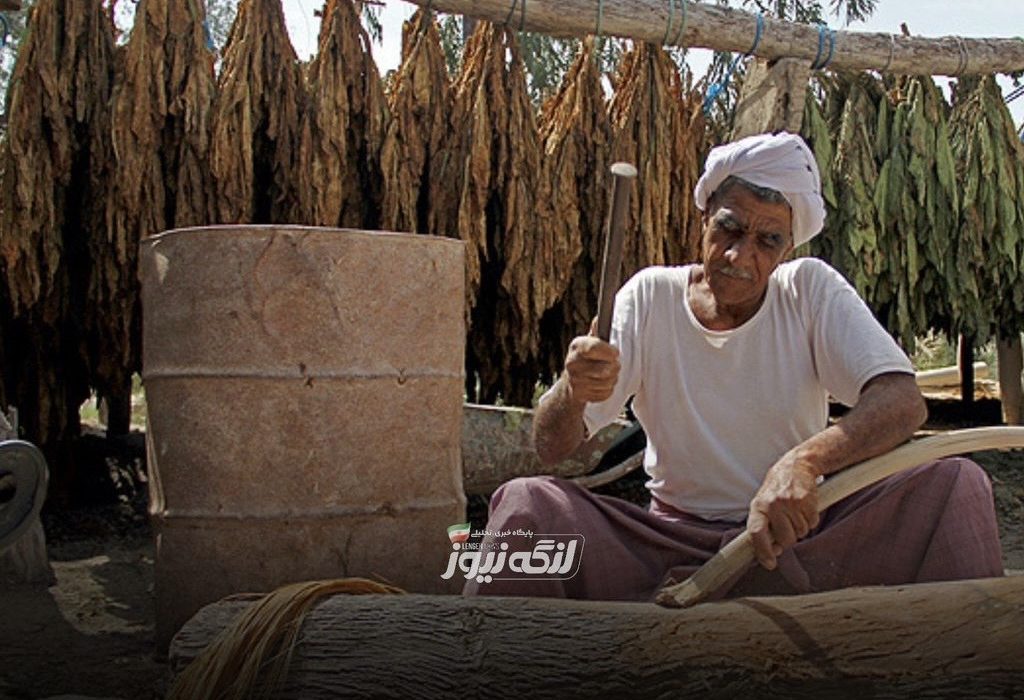 آغاز برداشت تنباکو در گزیر پیش‌بینی تولید ۲۵۰۰ تن محصول
