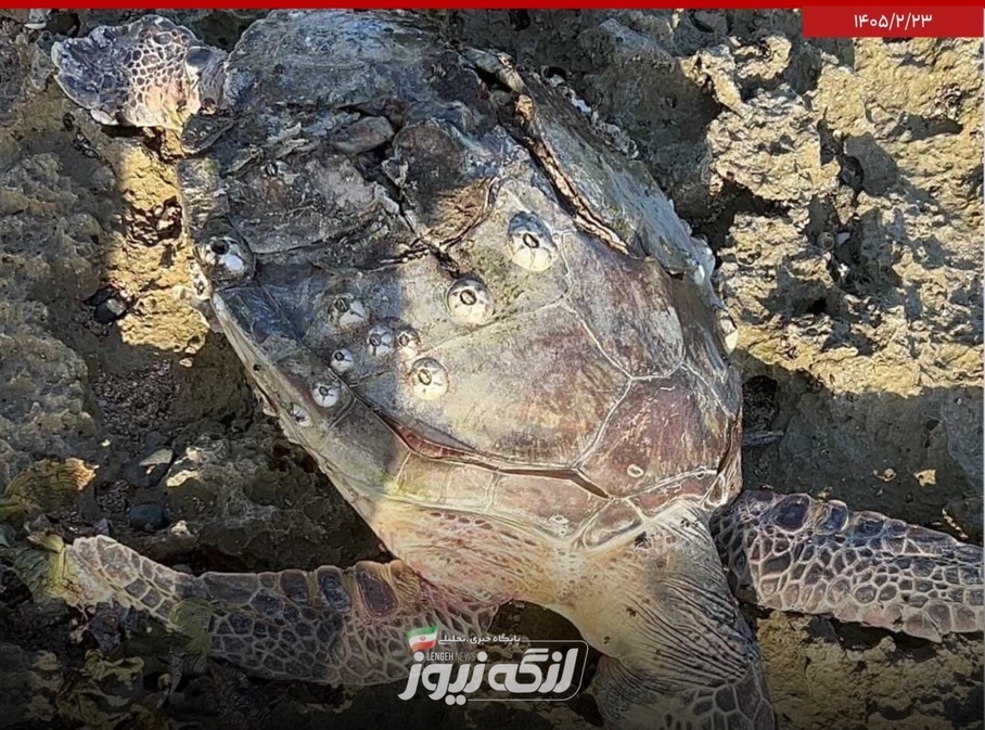 مرگ لاک‌پشت پوزه‌عقابی در سواحل بندرلنگه بر اثر برخورد احتمالی با شناور