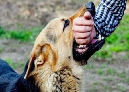 ثبت ۱۱۸ مورد حیوان‌گزیدگی در بندرلنگه از ابتدای امسال تاکنون