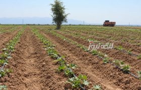 آغاز کشت خربزه در روستای پدل شهرستان بندرلنگه