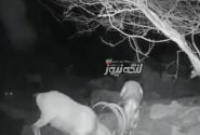 رصد شبانه کل و بز در آبشخورهای حفاظتگاه‌های مردم‌نهاد بندرلنگه