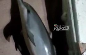 رهایی یک دلفین از نخ ماهیگیری توسط صیاد بندرلنگه‌ای در حوالی جزیره سیری