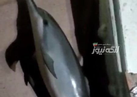 رهایی یک دلفین از نخ ماهیگیری توسط صیاد بندرلنگه‌ای در حوالی جزیره سیری
