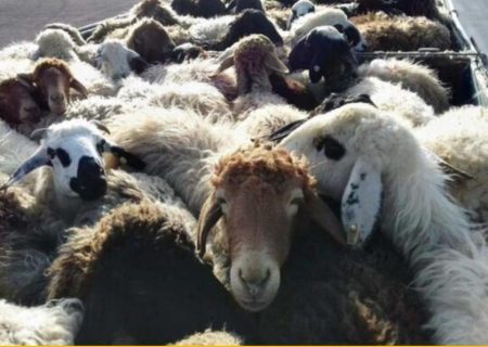 کشف۱۰۵راس احشام قاچاق در بندرلنگه