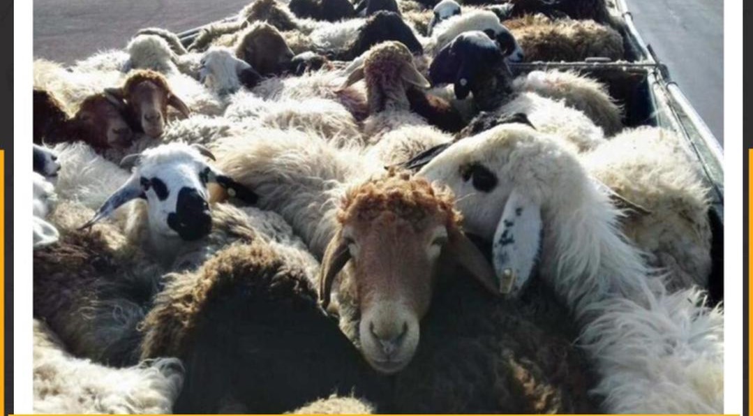 کشف۱۰۵راس احشام قاچاق در بندرلنگه