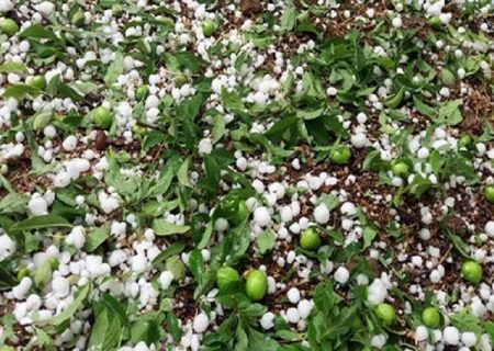 بارش شدید باران و تگرگ در روستای باورد و مهرگان