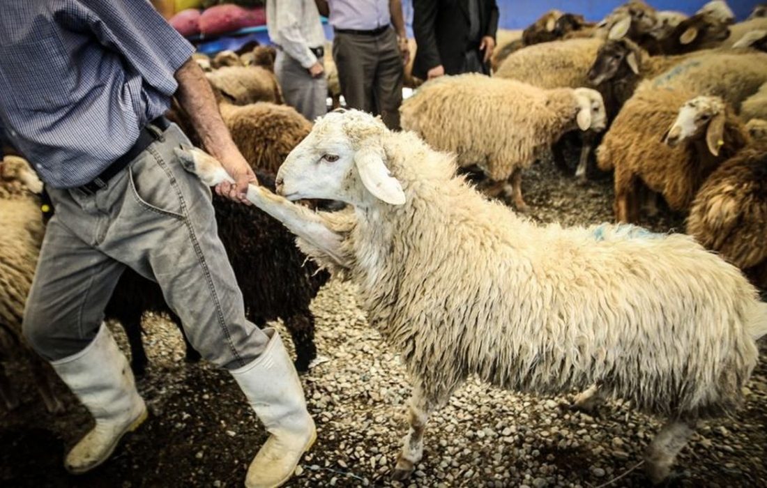 کشف ۵۴ رأس احشام از مناطق کوهستانی”بندرلنگه”