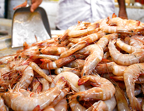 برداشت ۳۰۰تن میگو از سایت پرورش میگو بندر حسینه