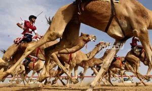 مسابقه شتر سواری در روستای سایه خوش با معرفی برترین‌ها به کار خود پایان داد