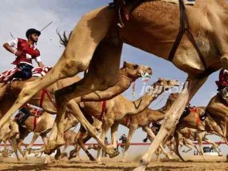 مسابقه شتر سواری در روستای سایه خوش با معرفی برترین‌ها به کار خود پایان داد