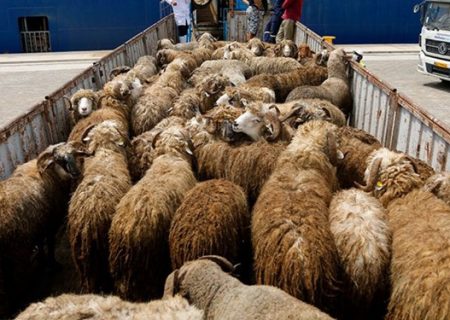 ۴۰ رأس احشام قاچاق در بندرلنگه کشف شد