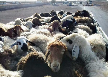 کشف احشام قاچاق در بندرلنگه