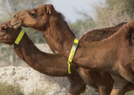 کشته شدن دونفر شتر در کوههای روستای سورو حوالی چاه مسلم