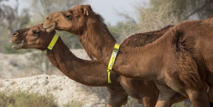کشته شدن دونفر شتر در کوههای روستای سورو حوالی چاه مسلم