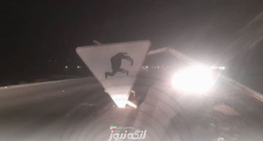 سقوط تابلو خطر عبور شتر حوالی کنخ / رانندگان احتیاط کنند