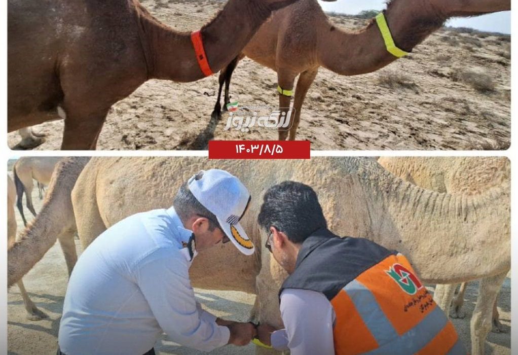 طرح آشکارسازی احشام حاشیه راه با توزیع شبرنگ شتر در روستاهای شهرستان بندرلنگه