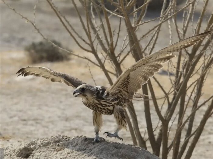 حکم قاچاقچی شاهینهای شکاری بندرلنگه صادر شد