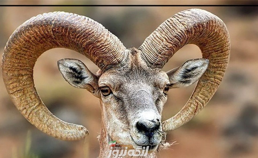 دستگیری سه متخلف شکار در بستک، میناب و بندرلنگه